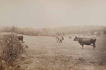 T. K. Lothrop`s cows in meadow at Beverly Farms [first view] Photograph